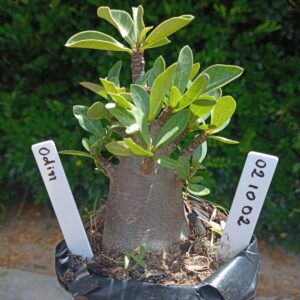 0210 02 Arabicum Odin - F2 12 meses