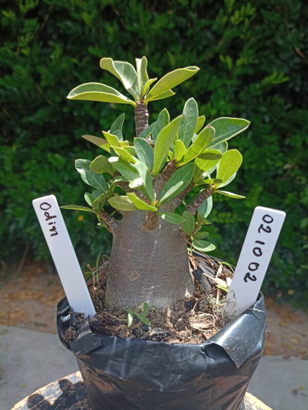 0210 02 Arabicum Odin - F2 12 meses