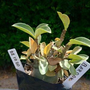 0210 20 Arabicum Bardok - F2 12 meses