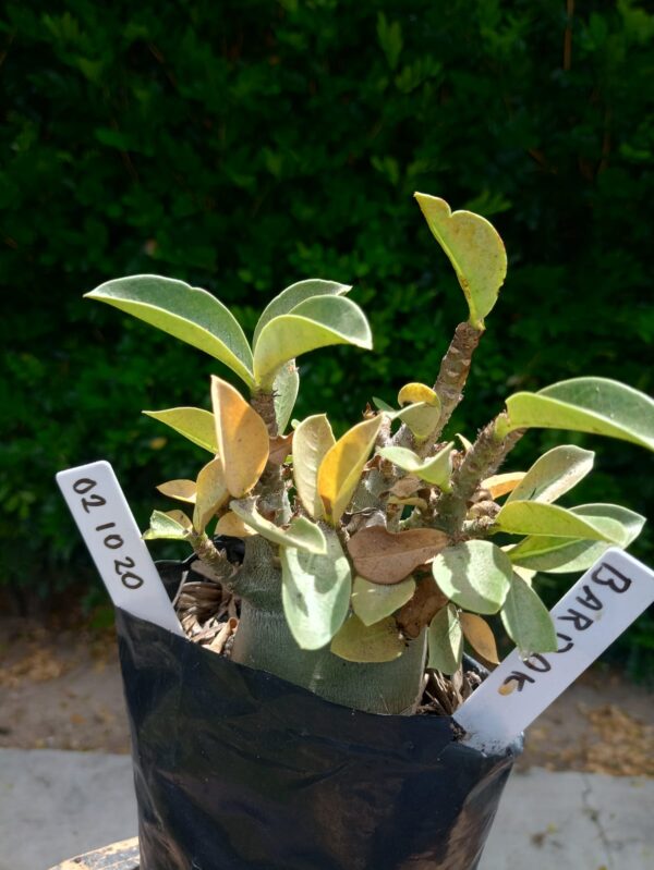 0210 20 Arabicum Bardok - F2 12 meses