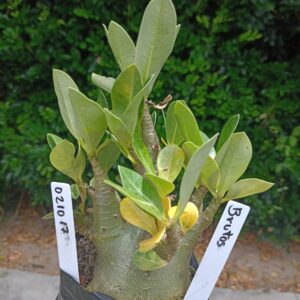 0210 17 Arabicum Brutus - F2 12 meses