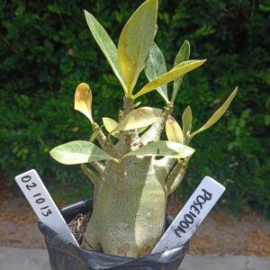 0210 13 Arabicum Poseidon - F2 12 meses
