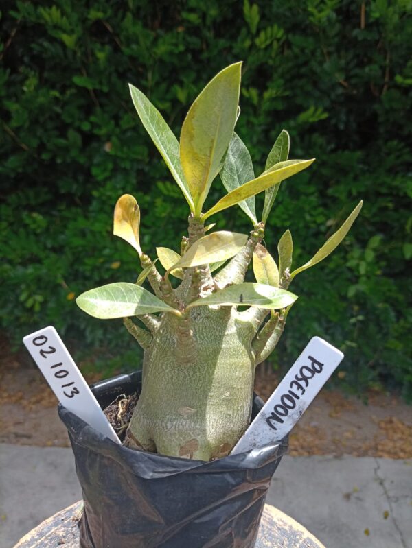 0210 13 Arabicum Poseidon - F2 12 meses