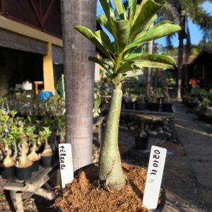 0210 11 Rosa do Deserto Ferrari