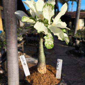 0210 10 Rosa do Deserto Variegata Porcelana