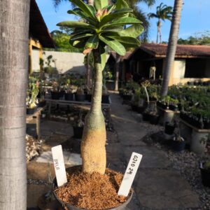 0210 24 Rosa do Deserto Ayla