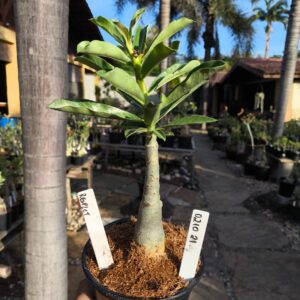 0210 21 Rosa do Deserto Respect