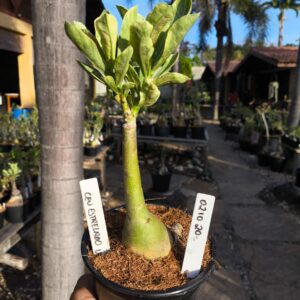 0210 20 Rosa do Deserto Céu Estrelado