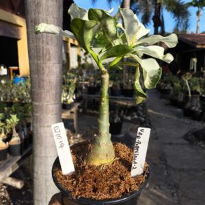 0210 19 Rosa do Deserto Variegata Porcelana 2