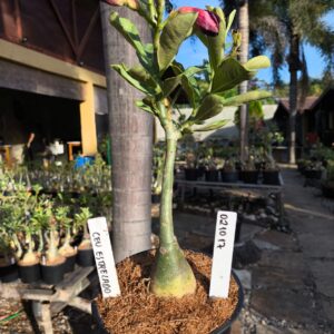 0210 17 Rosa do Deserto Céu Estrelado