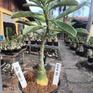 0210 27 Rosa do Deserto Rei Davi 2