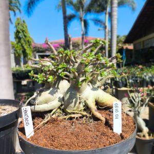 0310 01 Arabicum Spartacus - Adulta