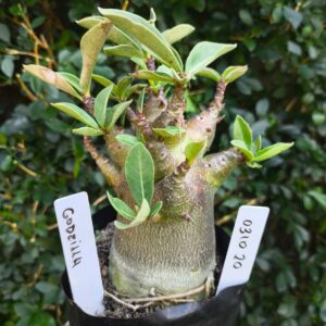 0310 20 Arabicum Godzilla - F2 12 meses