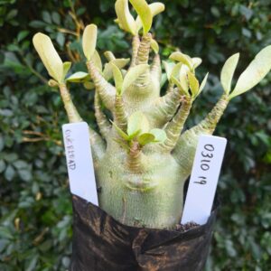 0310 19 Arabicum Godzilla - F2 12 meses