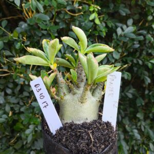 0310 17 Arabicum Panzer - F2 12 meses