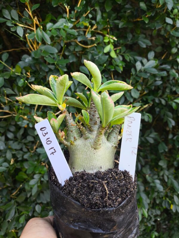 0310 17 Arabicum Panzer - F2 12 meses