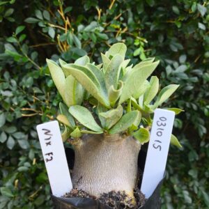 0310 15 Arabicum Nix - F2 12 meses
