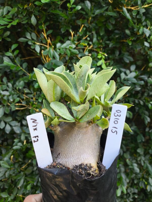0310 15 Arabicum Nix - F2 12 meses
