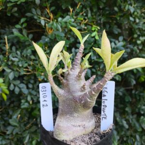 0310 12 Arabicum Megalodonte - F2 12 meses