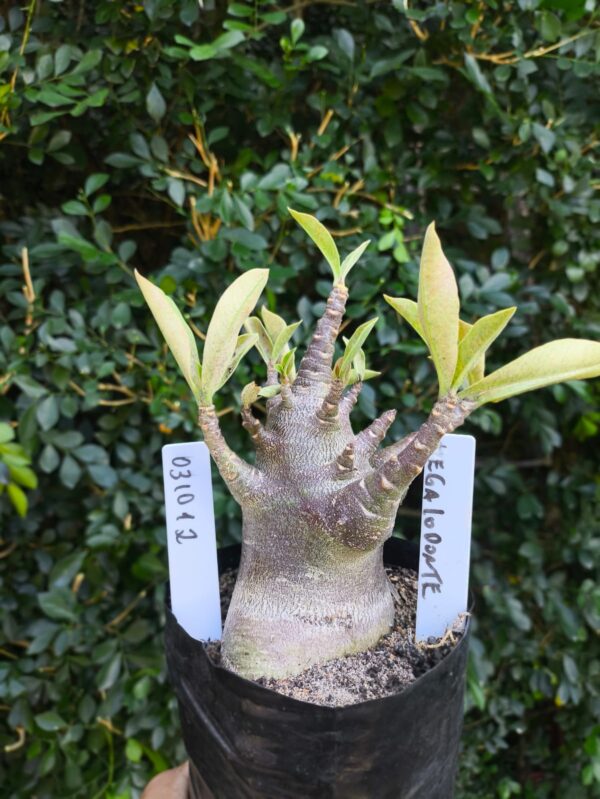 0310 12 Arabicum Megalodonte - F2 12 meses