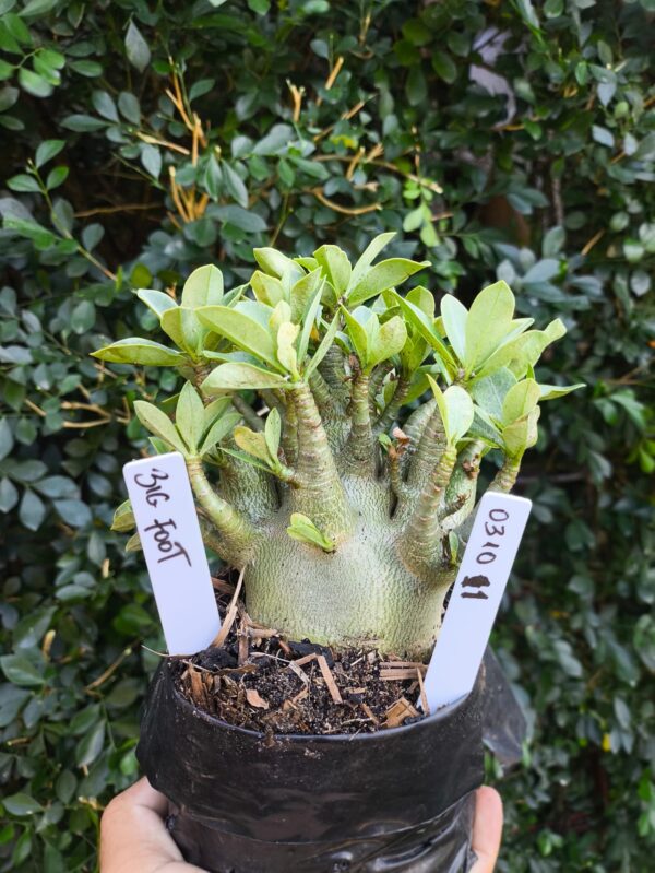 0310 11 Arabicum Big Foot - F2 12 meses