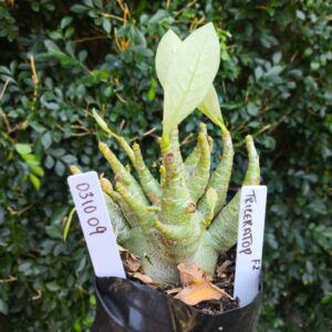 0310 09 Arabicum Triceraptor - F2 12 meses