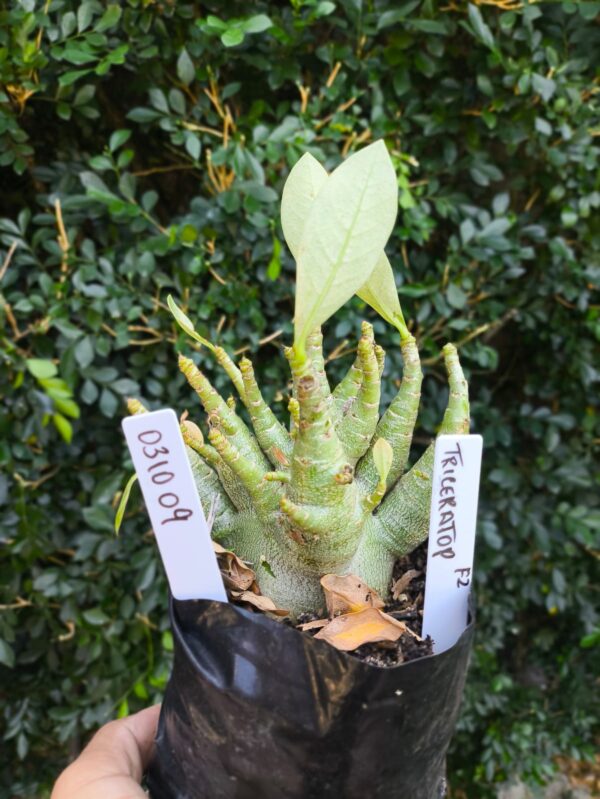 0310 09 Arabicum Triceraptor - F2 12 meses