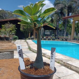 0310 56 Rosa do Deserto filo 2