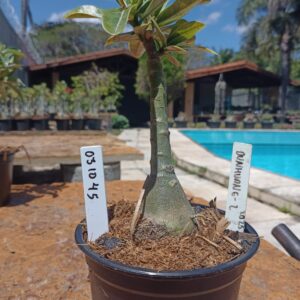 0310 45 Rosa do Deserto Dunhuang 2