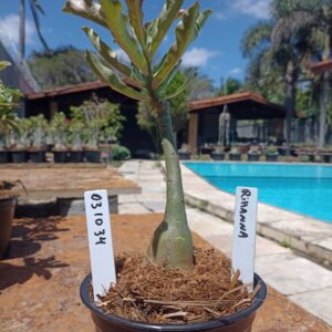 0310 34 Rosa do Deserto Rihanna