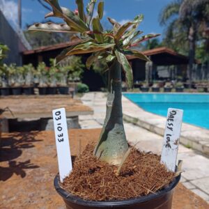 0310 33 Rosa do Deserto Daesy Love