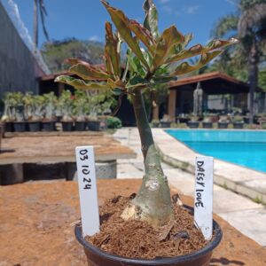 0310 24 Rosa do Deserto Daesy Love