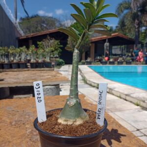 0310 20 Rosa do Deserto Julius Cesar