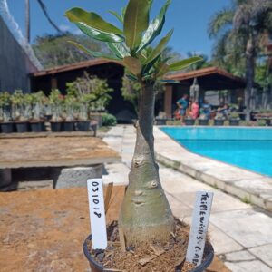 0310 18 Rosa do Deserto Triple wish 3 Caudex Arabicum