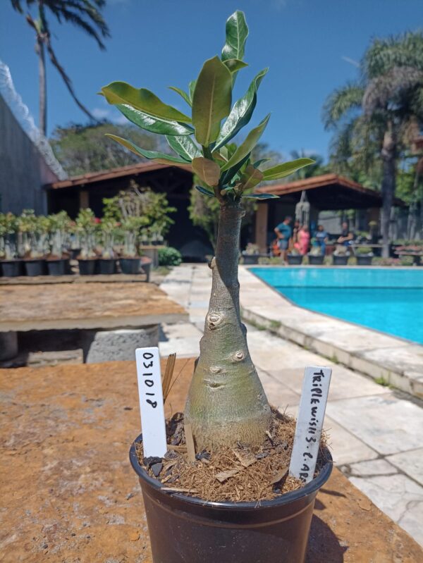 0310 18 Rosa do Deserto Triple wish 3 Caudex Arabicum