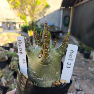 1408 23 Arabicum Panzer - F2 12 meses - Live