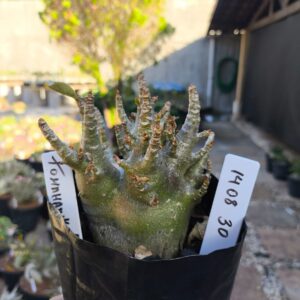 1408 30 Arabicum Tomahawk - F2 12 meses - Live