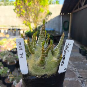 1408 74 Arabicum Braquiossauro  - F2 12 meses - Live