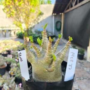 1408 77 Arabicum Tanos - F2 12 meses - Live