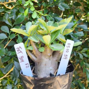 0310 39 Arabicum Fat Boy - F2 12 meses