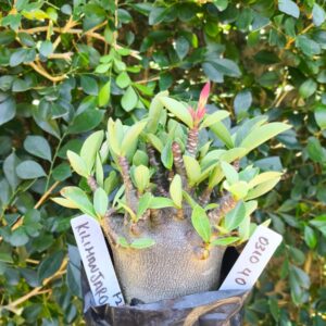 0310 40 Arabicum Kilimanjaro  - F2 12 meses