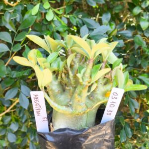 0310 38 Arabicum Megatron - F2 12 meses