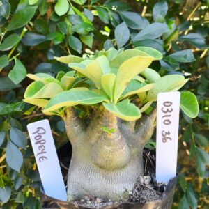 0310 36 Arabicum Popeye - F2 12 meses