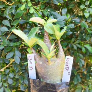 0310 37 Arabicum Leviatã - F2 12 meses