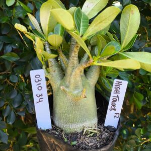 0310 34 Arabicum Hightower - F2 12 meses