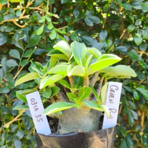 0310 35 Arabicum Green Pod - F2 12 meses