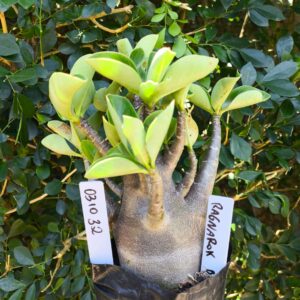 0310 32 Arabicum Ragnarok - F2 12 meses