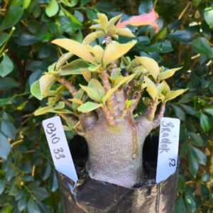 0310 33 Arabicum Bradok - F2 12 meses