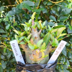 0310 29 Arabicum Colossus - F2 12 meses