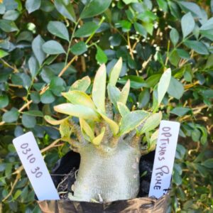 0310 30 Arabicum Optimus Prime - F2 12 meses